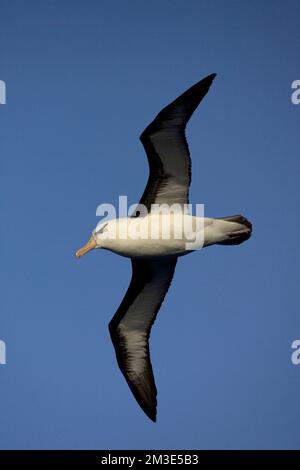 Nach Schwarz-tiefsten Albatros fliegen oben offenen Ozean gegen den blauen Himmel; volwassen Wenkbrauwalbatros vliegend Boven de oceaan tegen Blauwe lucht Stockfoto