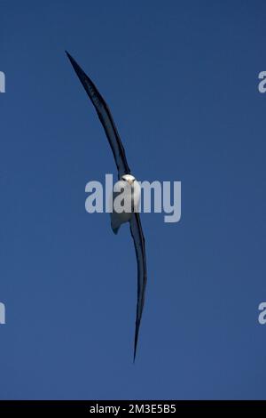 Nach Schwarz-tiefsten Albatros fliegen oben offenen Ozean gegen den blauen Himmel; volwassen Wenkbrauwalbatros vliegend Boven de oceaan tegen Blauwe lucht Stockfoto