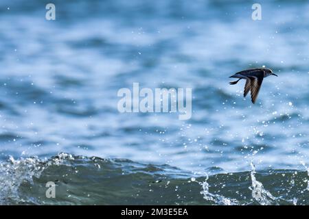 Klein, Vogel, Seevögel, fliegt über die Meereswelle. Stockfoto