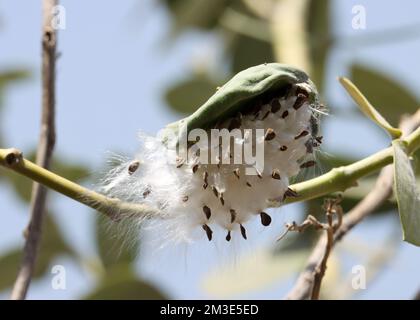 Calotropis procera-Saatkapsel-Nahaufnahme. Stockfoto