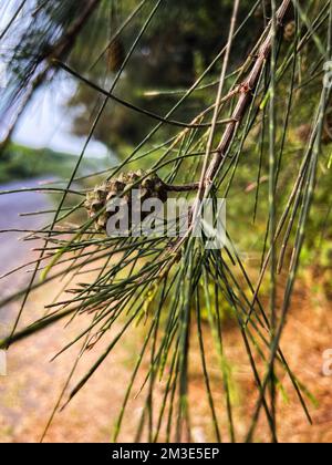 Casuarina cunninghamiana, River She Eiche, River Eiche, sie Eichenholz Ast mit einer Obstverschließung. Stockfoto