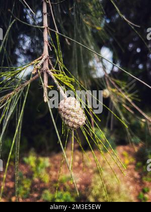 Casuarina cunninghamiana, River She Eiche, River Eiche, sie Eichenholz Ast mit einer Obstverschließung. Stockfoto