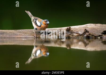 Vink Mann staand bij Wasser met spiegelbeeld ; gemeinsame Buchfink männlichen stehen am Rand Wald Pool mit Spiegel Reflexion Stockfoto