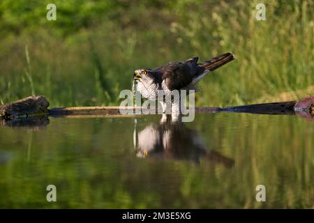 Havik bij drinkplaats; Northern Goshawk bei trinken Website Stockfoto