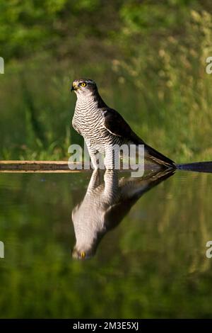 Havik bij drinkplaats; Northern Goshawk bei trinken Website Stockfoto