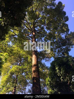 Blick auf einen Baum im Wald aus einem niedrigen Winkel Stockfoto