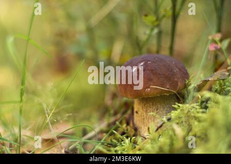 Nahaufnahme des erstaunlichen weißen Pilzes Boletus edulis aus cep, der auf einem Waldfeld im Park zwischen grünem Gras, Moos und Pflanzen wächst. Selektiver Fokus. Pilze pflücken Stockfoto