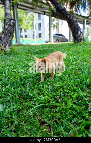 Das braune, dünne Kätzchen spielt auf dem Grashintergrund Stockfoto