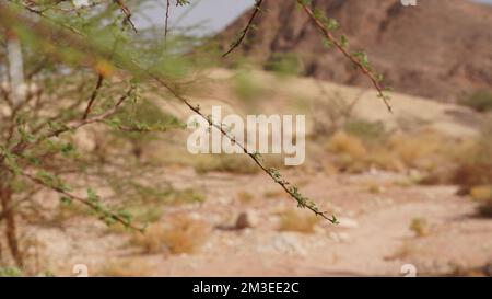 Akazienbaum im geologischen Park Timna, Israel Stockfoto