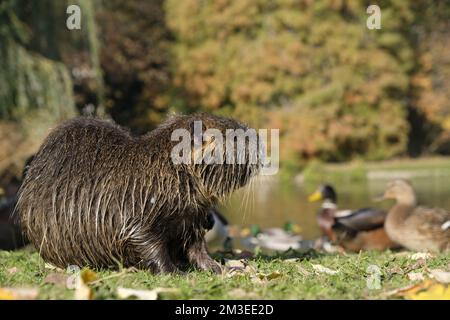 Coypu, Coypu aus der Nähe eines Sees Stockfoto