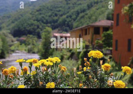 Italienische Landschaft in der Toskana mit Blumen im Sommer Stockfoto