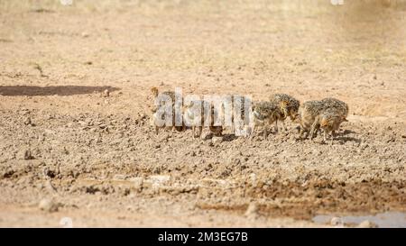 Strauß (Struthio camelus) Kgalagadi Transfrontier Park, Südafrika Stockfoto