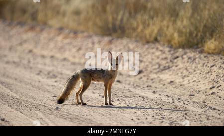 Cape Fox (Vulpes chama) Kgalagadi Transfrontier Park, Südafrika Stockfoto