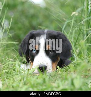 Schöner Welpe des Größeren Schweizer Berghundes, der Sie anschaut Stockfoto