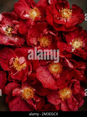Wunderschöne rosa Dogrossenblumen im Hintergrund Stockfoto
