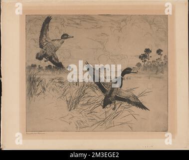 Keine Stockenten 2 , Enten, Fliegende Gräser, Wolken, Mallard. Frank W. Benson (1862-1951). Ausdrucke und Zeichnungen Stockfoto