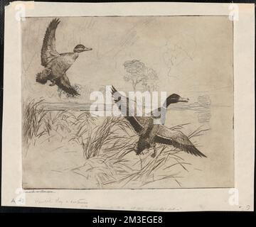 Keine Stockenten 2, Enten, Fliegen, Gräser, Mallard. Frank W. Benson (1862-1951). Ausdrucke und Zeichnungen Stockfoto