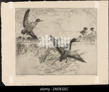 Keine Stockenten 2 , Enten, Fliegende Gräser, Wolken, Mallard. Frank W. Benson (1862-1951). Ausdrucke und Zeichnungen Stockfoto