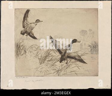 Keine Stockenten 2, Enten, Fliegen, Gräser, Mallard. Frank W. Benson (1862-1951). Ausdrucke und Zeichnungen Stockfoto