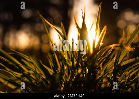 Gräser oder Erntegut bei Sonnenuntergang vom Boden aus. Kohlenstoffnetz Null oder Dekarbonisierung oder Konzeptfoto. Selektiver Fokus. Stockfoto