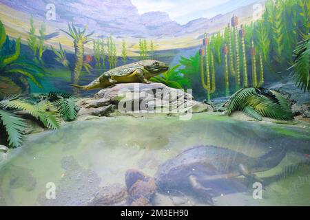 Ein froschähnliches Meereswesen auf einem Felsen, eine Nachbildung einer alten Dinosaurier-Ära. Detail eines Dioramas im Gorodskoy Muzey, Museum, in Temirtau, Kasachen Stockfoto