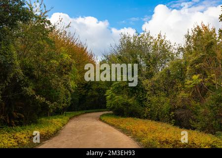 Joggingpfad im Wald. Haciosman oder Atatürk City Forest in Istanbul. Reiseziele von Istanbul. Stockfoto