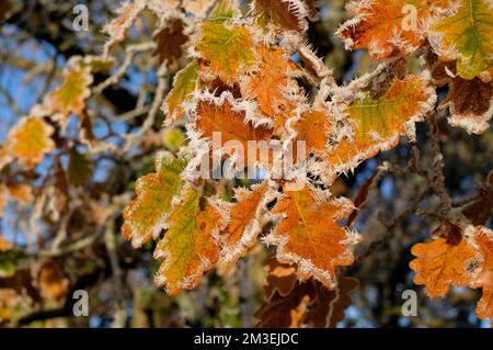 Heidenfrost auf Wintereichen-Blättern, norfolk, england Stockfoto