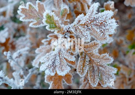 Heidenfrost auf Wintereichen-Blättern, norfolk, england Stockfoto