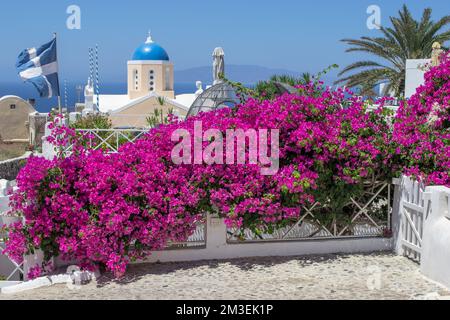 Ein malerischer Blick auf eine Kirche mit einer blauen Kuppel und rosa Blumen im Vordergrund in Oia, Santorin Stockfoto