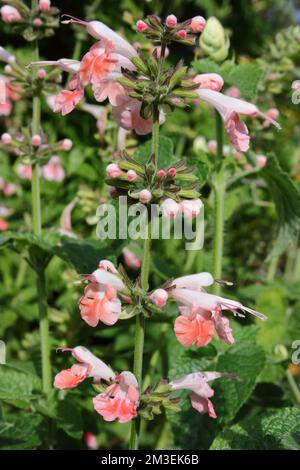 Scharlachsalz (Salvia coccinea „Coral Nymph“) Stockfoto