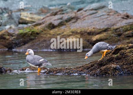 Paartje Vliegende Booteenden aan rotskust; Paar Flying Steamer-Ducks auf felsigen Ufer Stockfoto