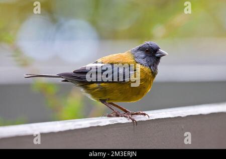 Grijskapsierragors, Grau-hooded Sierra - Fink, Phrygilus gayi Stockfoto