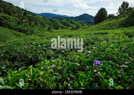 Teeplantage in Tanah Rata, Cameron Highlands in Pahang, Malaysia. Stockfoto