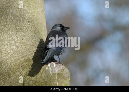 Gemeinsame Dohle auf einem Baum gehockt; Kauw knoest zittend op een van een Boom Stockfoto