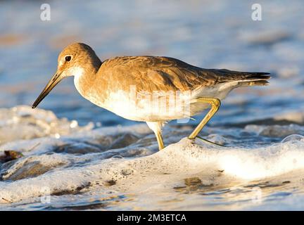 Willett, Western Willet, Catoptrophorus semipalmatus Stockfoto