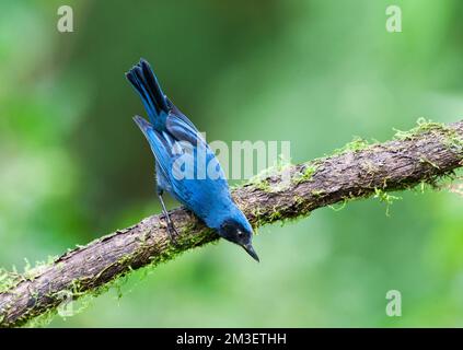 Flowerpiercer Mascurberghoningkruiper, maskiert, Diglossa cyanea Stockfoto