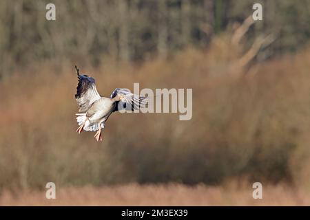 Greylag Goose im Flug im Leighton Moss RSPB Reserve Stockfoto