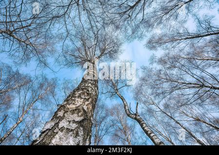 Birken in Reim an einem klaren Wintertag. Blick mit Boden auf die hohen dünnen weißen Stämme von Birken Stockfoto