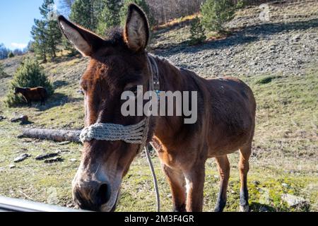 Brauner Esel, gefesselt auf einem steinernen ländlichen Feld. Porträt eines Haustiers, das in die Kamera schaut, sonniger Tag, Nahaufnahme. Stockfoto
