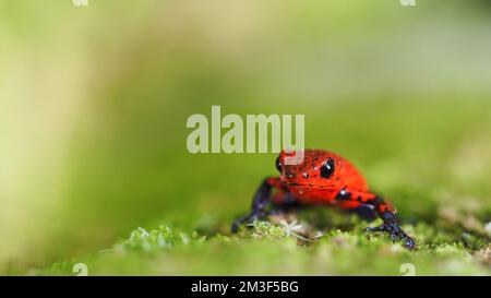 Oophaga pumilio auf grünem Hintergrund Stockfoto