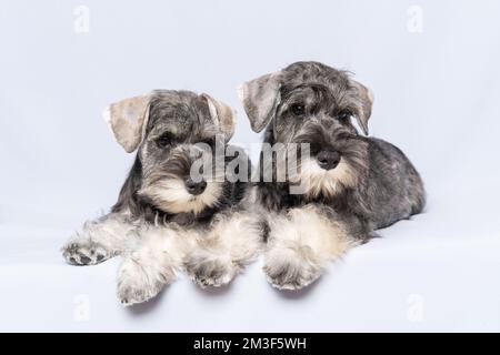 Two white and gray miniature schnauzer dogs sit side by side on a light background, copy space. Bearded miniature schnauzer puppies. Family of dogs. Stock Photo