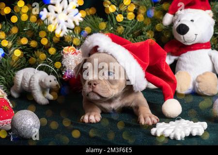 Kleiner süßer, neugieriger, brauner, amerikanischer Rüpel mit weihnachtsmannmütze neben weihnachtsbaum und Eisbär, Spielzeug, Schneeflocken, Engel. Weihnachten und New Yea Stockfoto