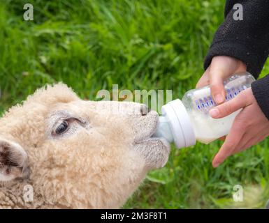 Ein Lamm, das Milch aus einer Babyflasche trinkt. Ein Paar Hände hält die Flasche. Im Hintergrund befindet sich grünes Gras. Fokus liegt auf dem Auge. Stockfoto