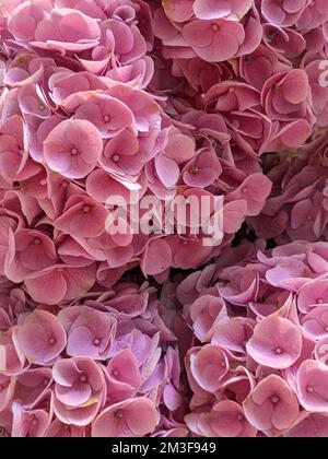 Ein vertikaler Schuss der rosa Bigleaf-Hortensien-Blüten Stockfoto