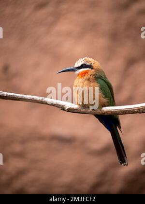Der wunderschöne Vogel sitzt auf einem Ast und schaut zur Seite Stockfoto