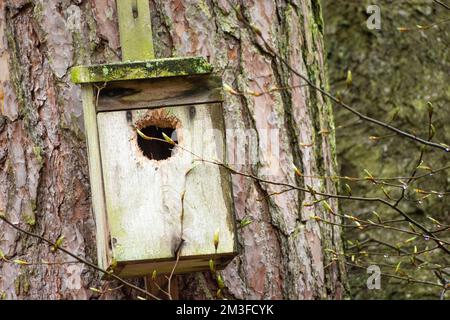 Ein hölzerner Nistkasten für Vögel, die an einem Baum hängen, Blick auf den Frühling Stockfoto