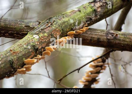Eine Gruppe wilder Pilze, die im Frühling auf einem Baumstamm wachsen Stockfoto