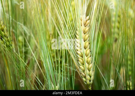 Nahaufnahme eines Ohrs aus Triticale, Sommerblick Stockfoto