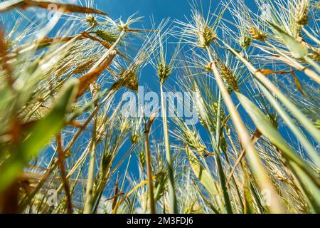 Nahaufnahme von Triticale Grain-Ohren und blauem Himmel, Ansicht von unten, Fokus auf die Ohren Stockfoto