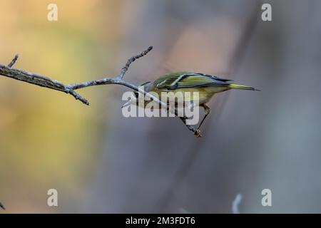 Ein blauköpfiger Vireo auf dem Ast Stockfoto